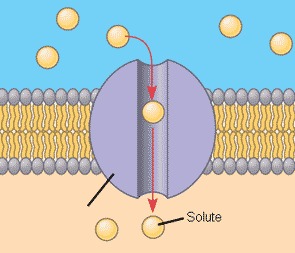<p>provides a channel for molecules and ions to pass</p><p>- hydrophilic</p><p>- many gated channels, only allow passage when there is a stimulus</p>