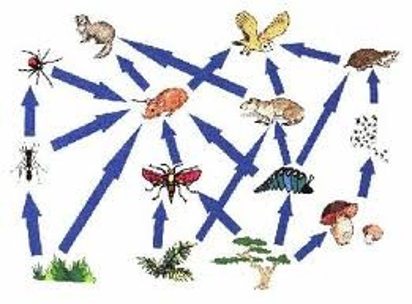 <p>A complex system of energy flow through overlapping food chains</p>