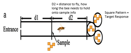 <p>-bee flies through tunnel</p><p>-in the tunnel the bee is shown a sample (geometric shape)</p><p>-bee has to remember this sample </p><p>-where this sample is placed in the tunnel varies (increase/decrease delay period) </p><p>-as it progresses through the tunnel the bee has to make a choice between lots of different stimuli at the end of the tunnel (match-to-sample task) </p>