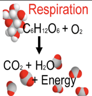 <p>using oxygen for the release of energy from glucose or other chemicals in our cell, respiration happens in all living things</p>