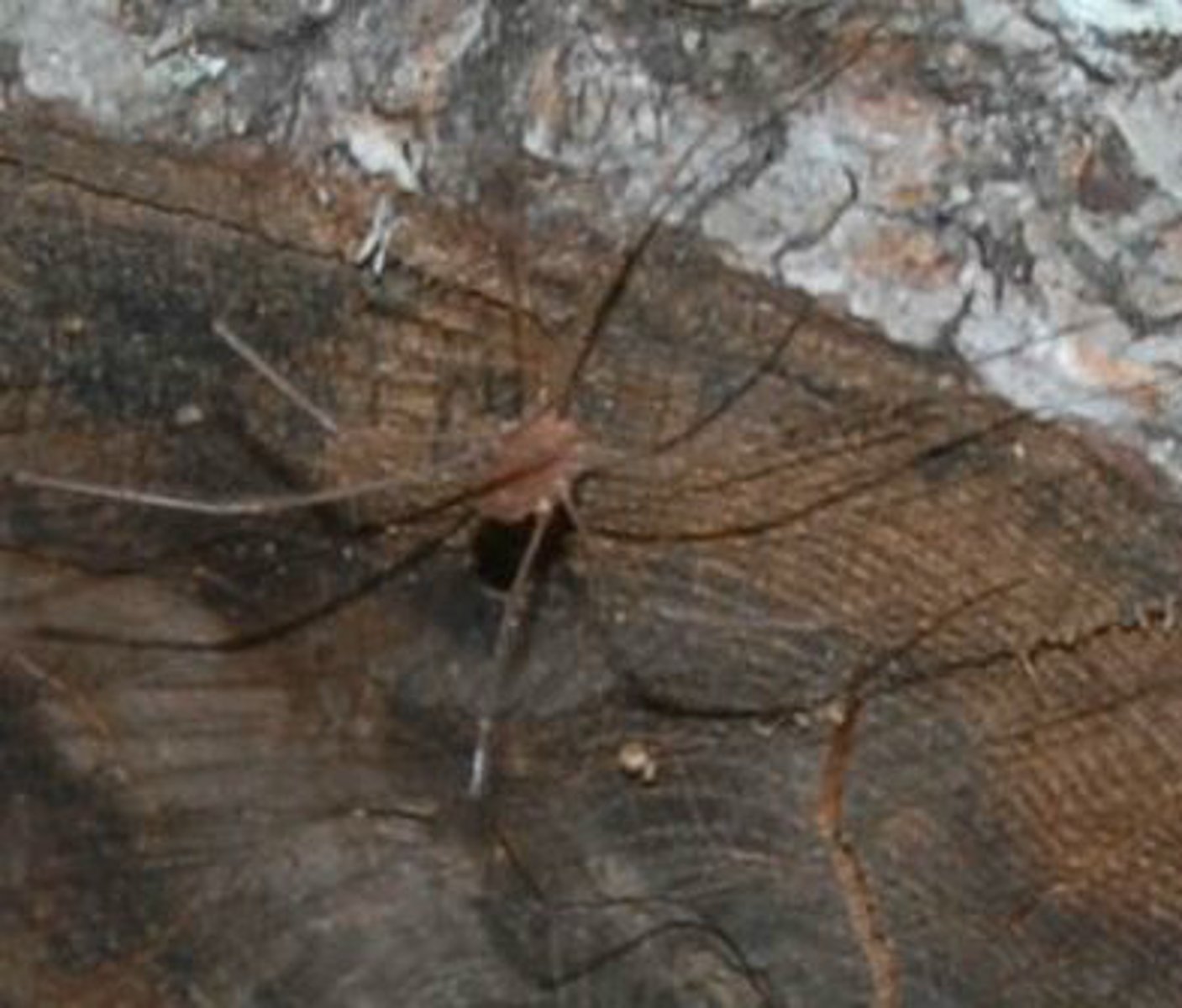 <p>Identify the Arachnid shown:</p>