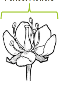 <p>Perfect flower</p>
