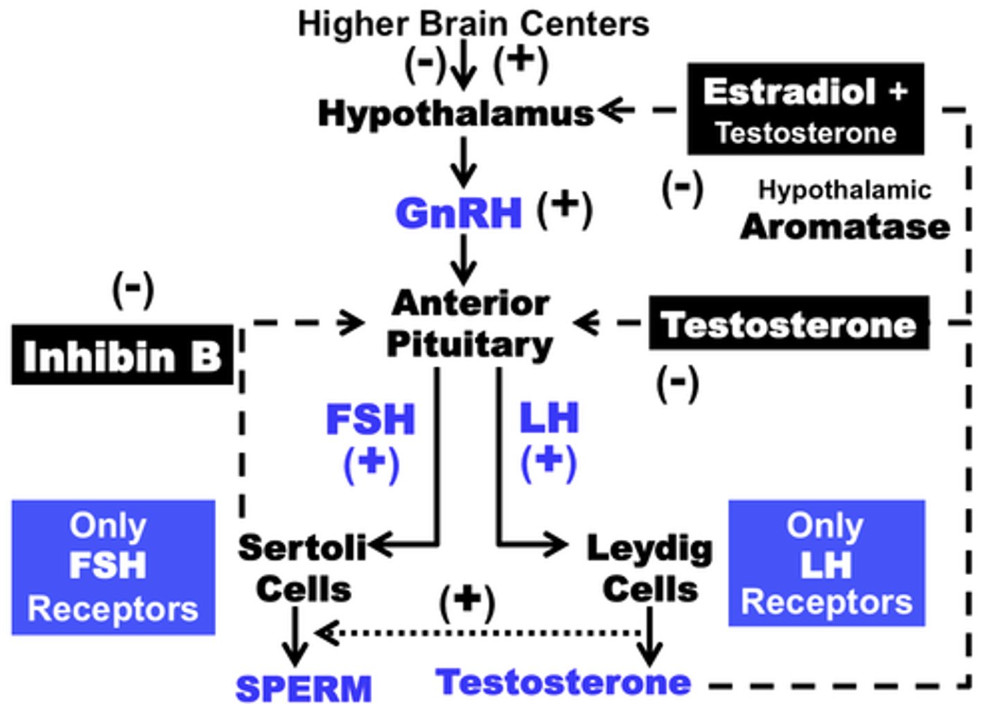 <p>Acts directly on the pituitary to selectively suppress the secretion of FSH, released by sertoli cells</p>