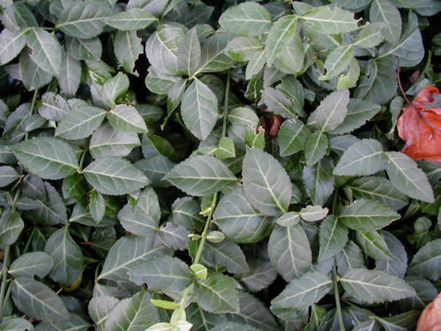 <p>Euonymus spp.</p>