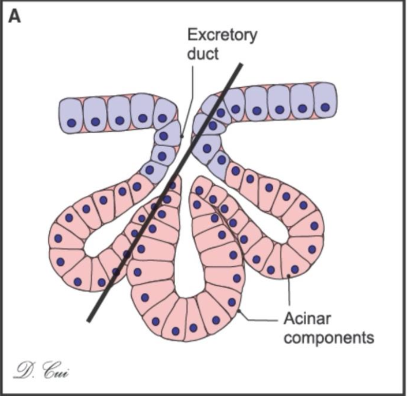 <p>What kind of gland is this and where can you find it?</p>