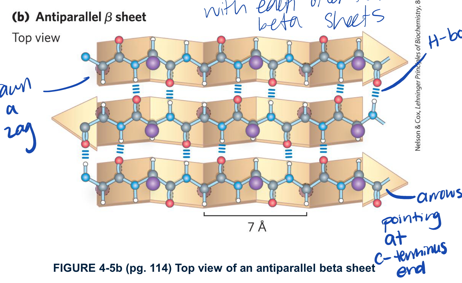 <ul><li><p>fro each amino acid extends to B-streand by 3.5A (more spread out than alpha helix) </p></li><li><p>the R-group of adjacent residues point in oppsite direactions perpendicular to the plane of the strand or sheet </p></li><li><p>the strands are organized into sheets </p></li><li><p>the N-Hand C=O of a single residue i on one B-strand H-bonds to a singla residue i on the other B-strand oppsite </p></li><li><p>has dihedral angles of phi -139 degrees and psi +135 degrees </p></li></ul><p></p>