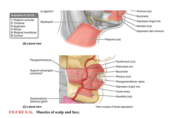 <p>The facial muscles (muscles of facial expression) are in the subcutaneous tissue of the anterior and posterior scalp, face, and neck. They move the skin and change facial expressions to convey mood. Most muscles attach to bone or fascia and produce their effects by pulling the skin. The muscles of the scalp and face are illustrated in Figure 8.16, and their attachments and actions are provided in Table 8.3. Certain muscles and/or muscle groups are discussed in further detail.</p>