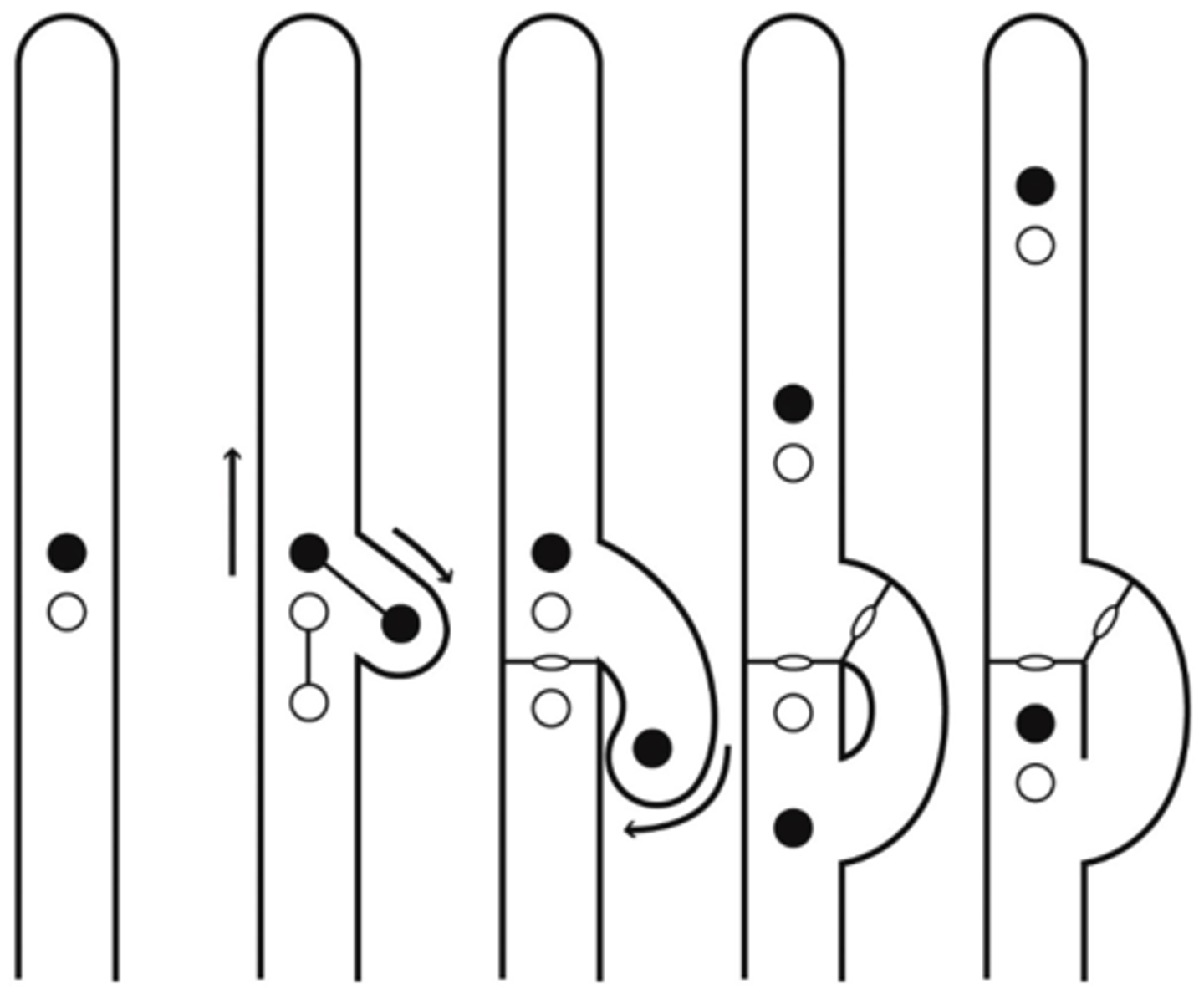 <p>hyphal structures that help distribute nuclei during cell division in basidiomycetes</p>