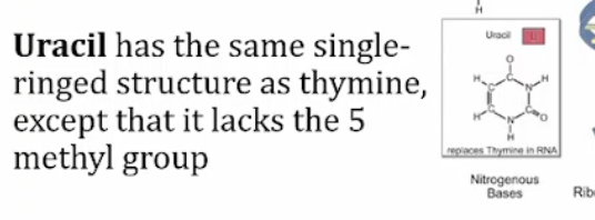 <p>Uracil is a pyrimidine base found in RNA, while thymine is a pyrimidine base found in DNA. The key difference is that uracil contains a hydrogen atom instead of the methyl group present in thymine. </p>