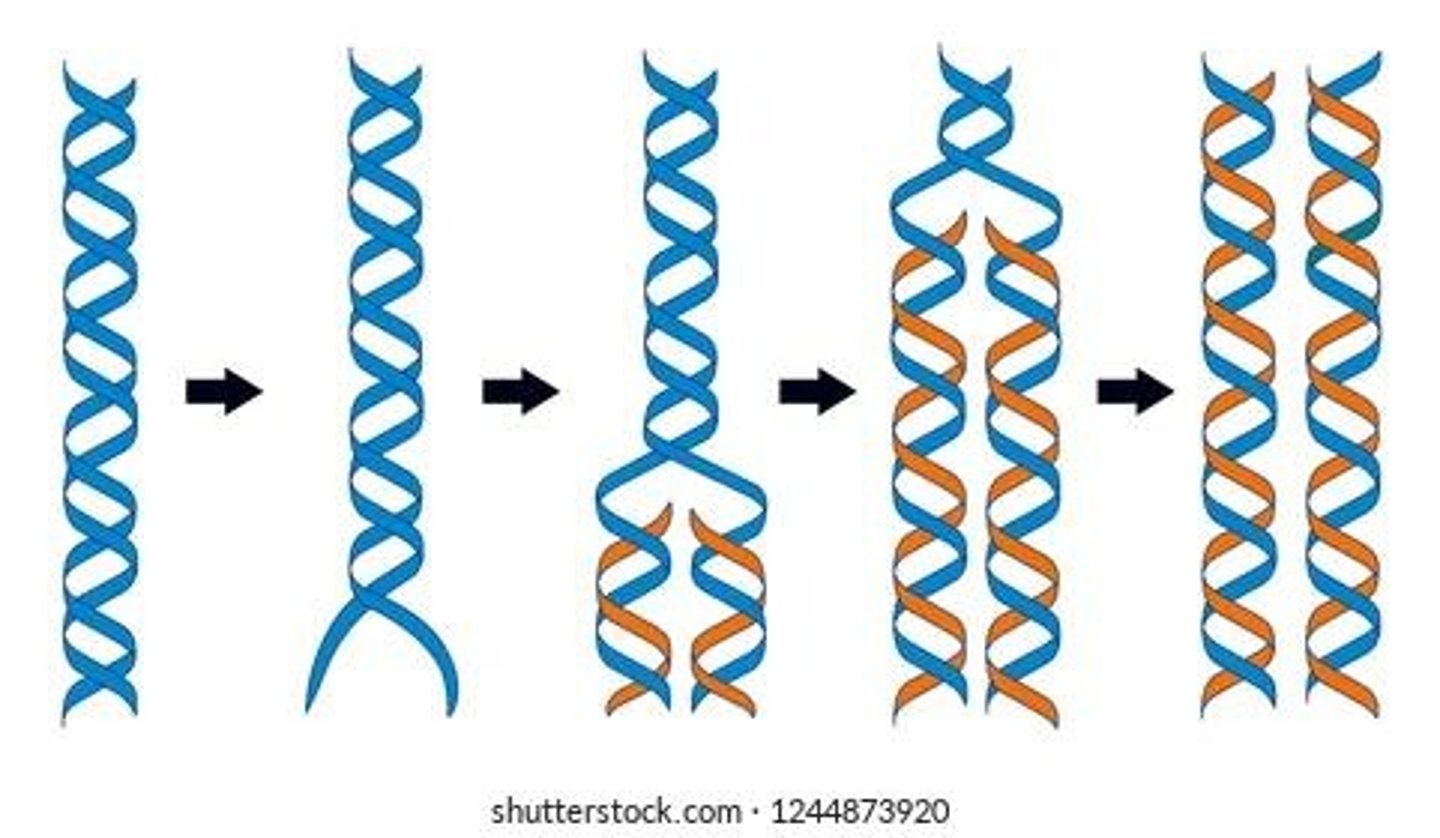 <p>The process by which exact copies of DNA are created for reproduction, growth, and tissue replacement in multicellular organisms.</p>