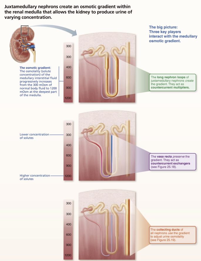 <p><span style="color: purple;"><strong><mark data-color="purple" style="background-color: purple; color: inherit;">Nephron loops </mark></strong></span>of the juxtamedullary nephrons <span style="color: red;"><strong>create gradient</strong></span> </p><p></p>