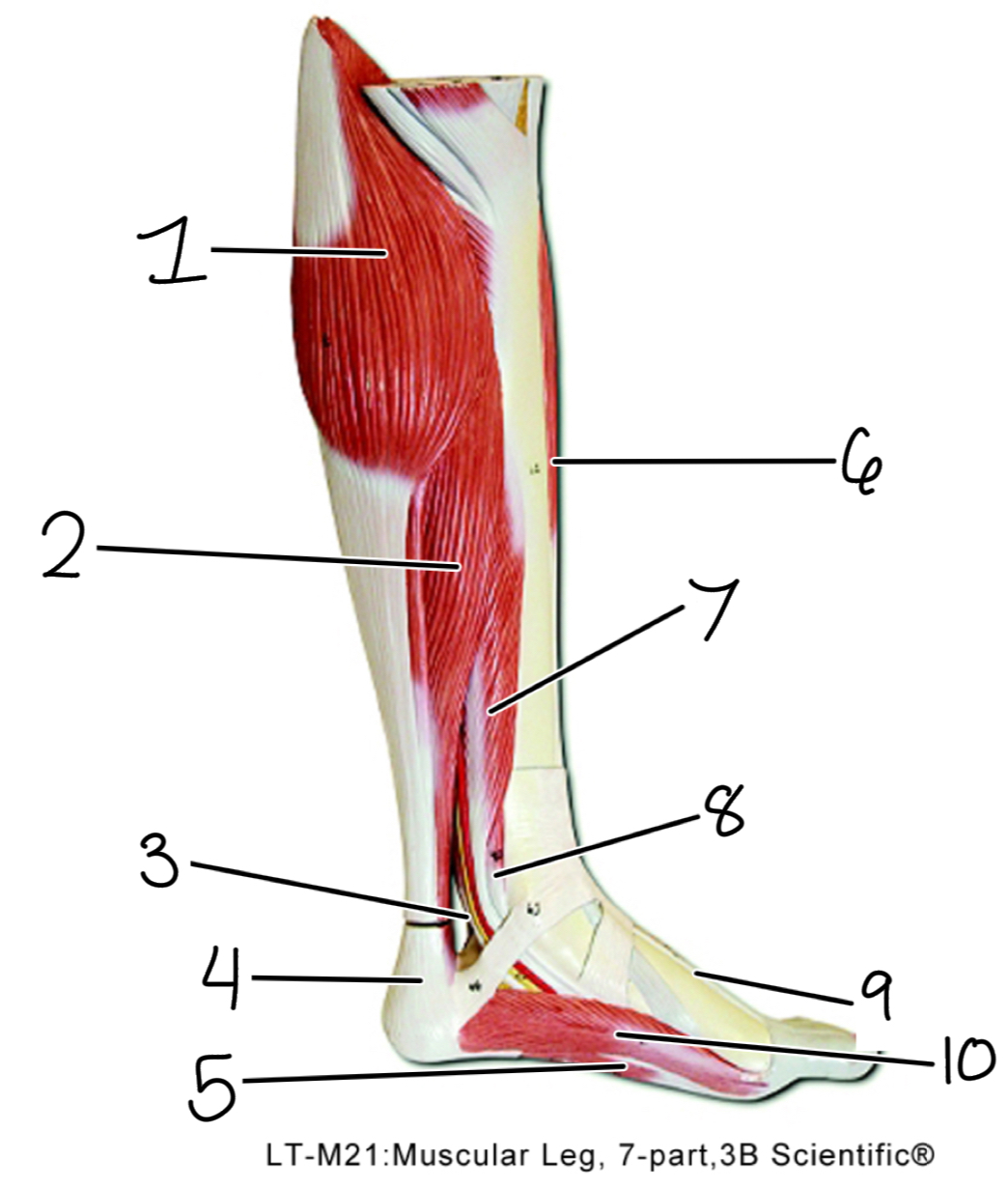 <p>10</p>