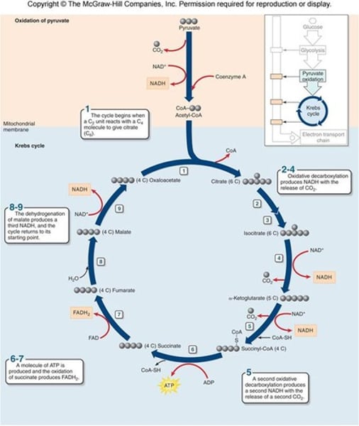 <p>In cellular respiration, a set of chemical reactions whereby acetyl CoA is oxidized to carbon dioxide and hydrogen atoms are stored as NADH and FADH2. Also called the Krebs cycle.</p>