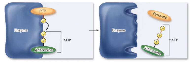 <p>enzyme catalyzed</p>
