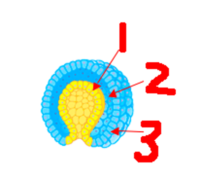 <p>An embryonic stage in animal development encompassing the formation of three layers: ectoderm, mesoderm, and endoderm.</p>