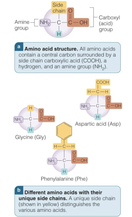 amino acid anatomy