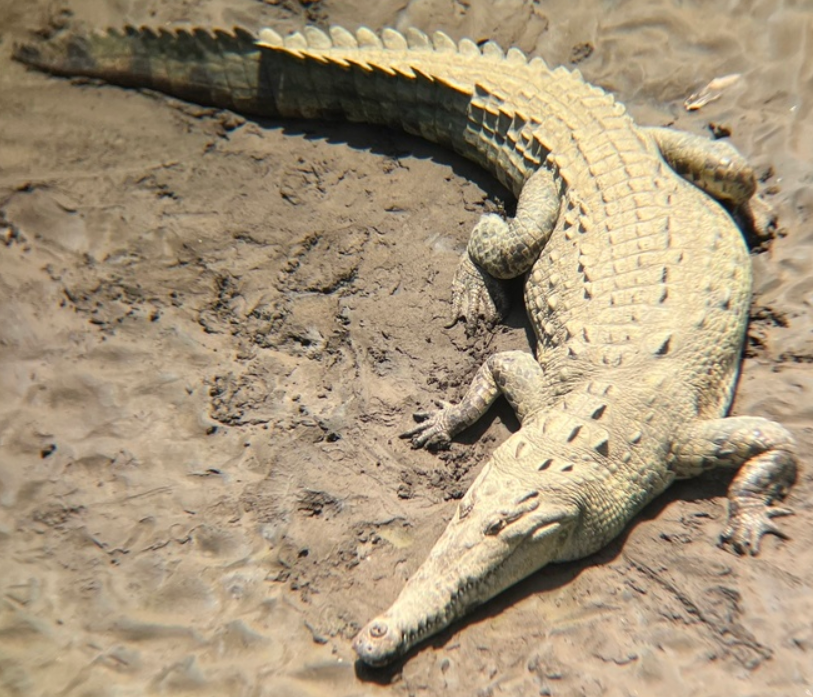 <p>American Crocodile, FL native, live on FL coasts, thinner snout, upper and lower teeth always visible</p>