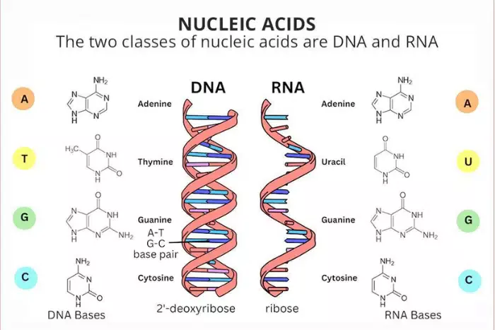 nucleic acids