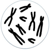 The cell in the figure undergoes a meiotic nuclear division followed by cytokinesis.  This results in: