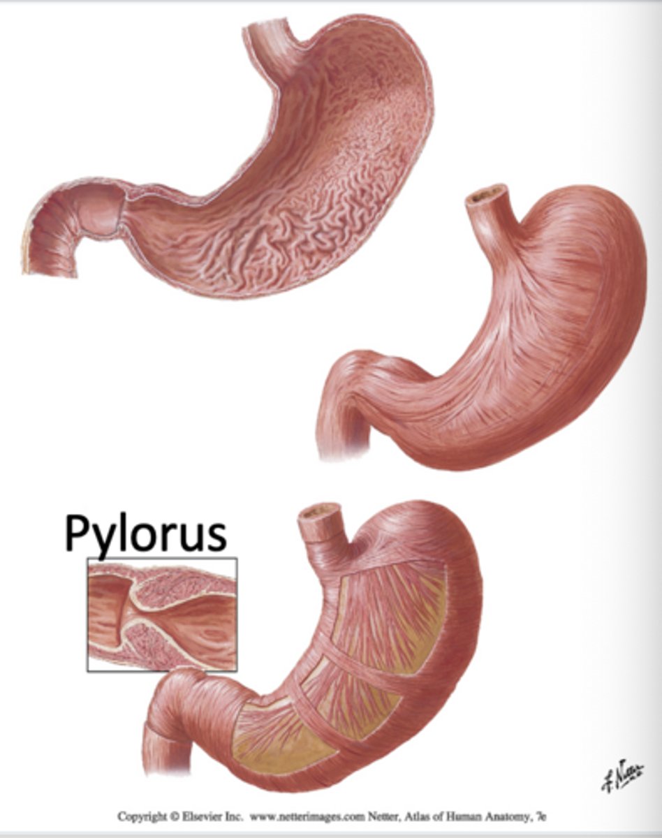 <p>The stomach has three muscular layers, mucosal folds (rugae), and a pylorus sphincter that regulates gastric emptying.</p>