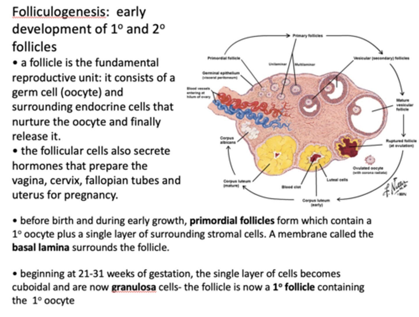 <p>single layer of surrounding stromal cells turns into simple cuboidal granulosa cells</p>