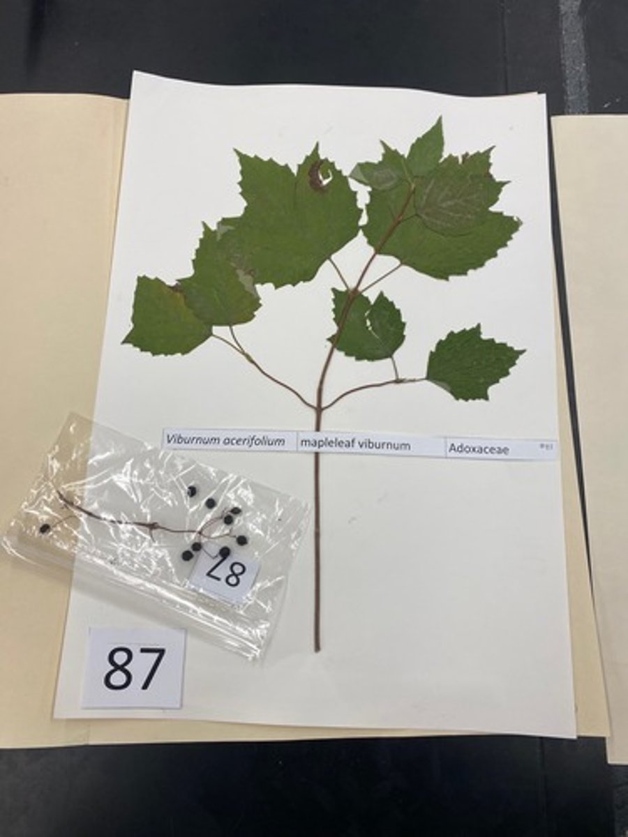 <p>Viburnum acerifolium (Adoxaceae)</p>