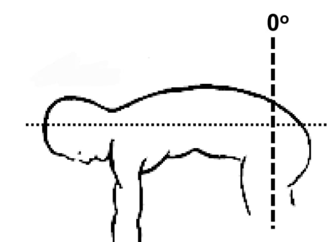 <p>Trunk flexion</p>