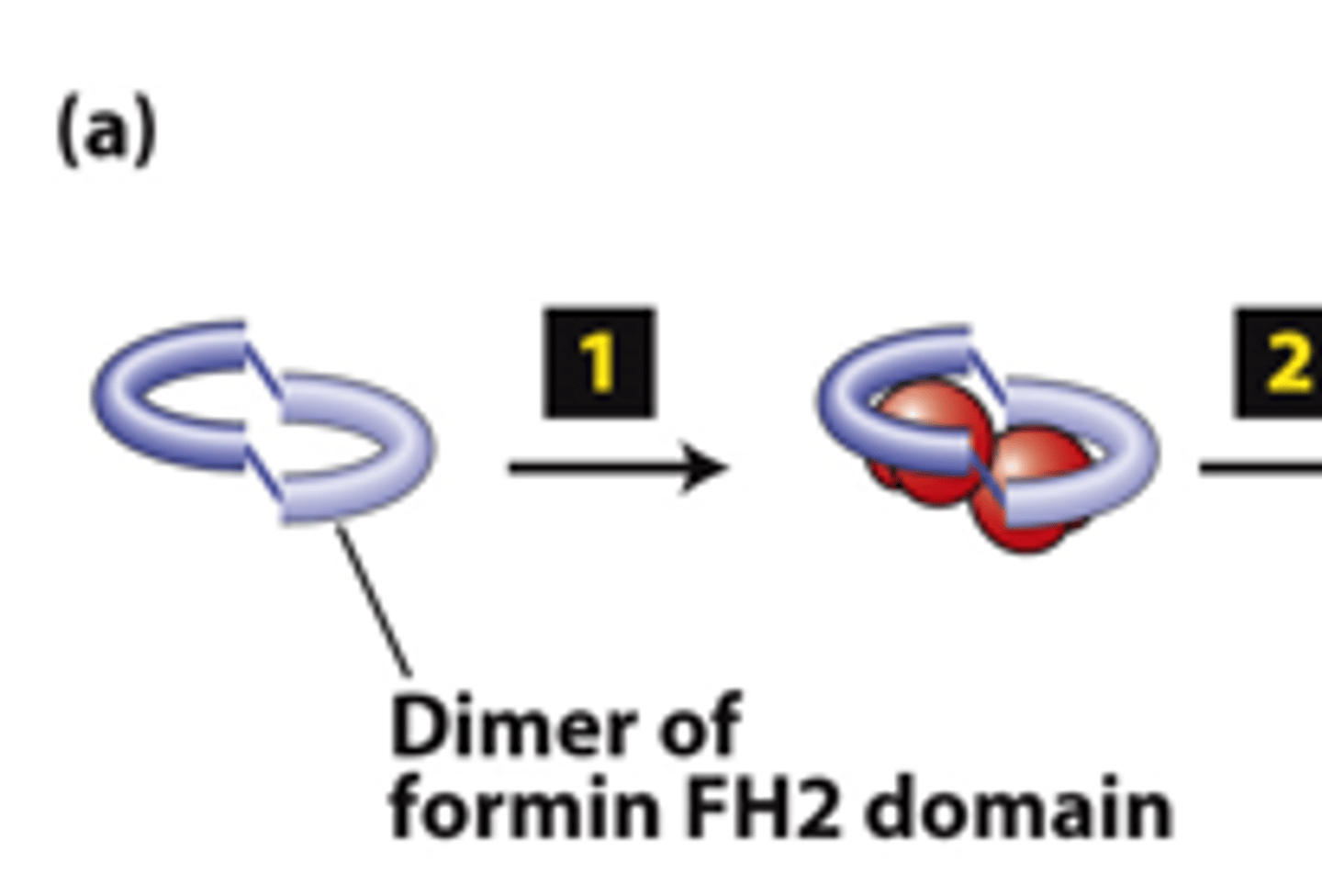 <p>FH2 domains from two forms form a dimer, step 1: The FH2 dimer binds two ________ subunits to nucleate formation of a new filament (bypasses formation of three monomer trimer seed).</p>