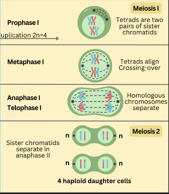 <p>a process where a single cell divides twice to produce four cells containing half the original amount of genetic information</p>