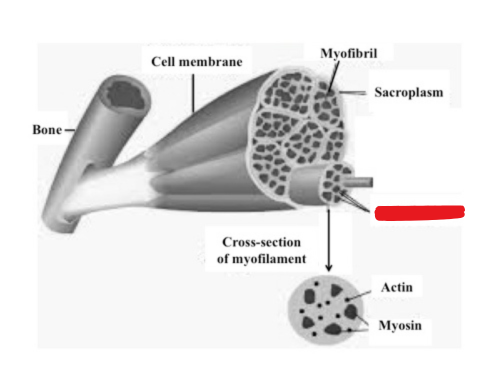 <p><span style="background-color: transparent;"><span>The filaments of myofibrils composed of actin and myosin</span></span></p>