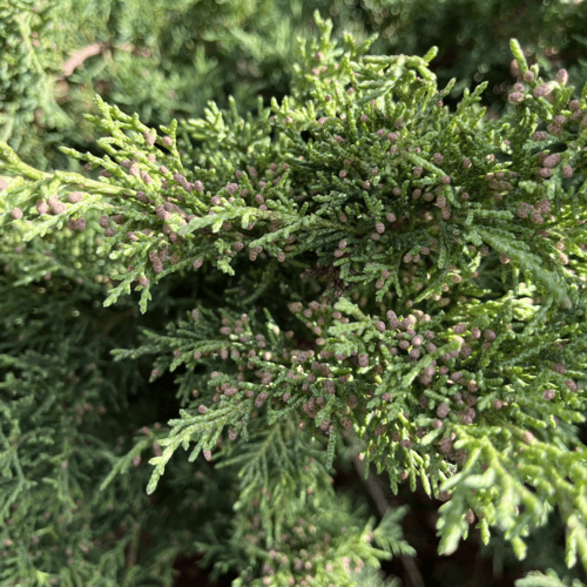 <p>Hella male cones, olive green color, more horizontal HOB</p>