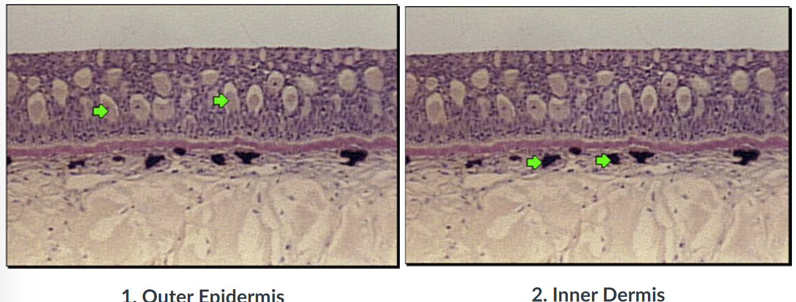<ul><li><p><span style="font-family: "Century Gothic";"><span>&nbsp;first barrier to environment; maintains osmotic integrity of fish</span></span></p><ul><li><p><span style="font-family: "Century Gothic";"><span>freshwater: osmotic challenge is water flooding IN (hypoosmotic environment) so fish has to expel excess water and retain ions</span></span></p></li><li><p><span style="font-family: "Century Gothic";"><span>marine: vice versa, they lose water to the hyperosmotic environment</span></span></p></li></ul></li></ul><p>2 main layers: </p><ol type="1"><li><p><span style="font-family: "Century Gothic";"><span>outer epidermis overlaid by v delicate clear covering of secreted material that lays over the scales (the </span><strong><span>mucus layer</span></strong><span>)</span></span></p></li><li><p><span style="font-family: "Century Gothic";"><span>inner dermis</span></span></p></li></ol><p></p>