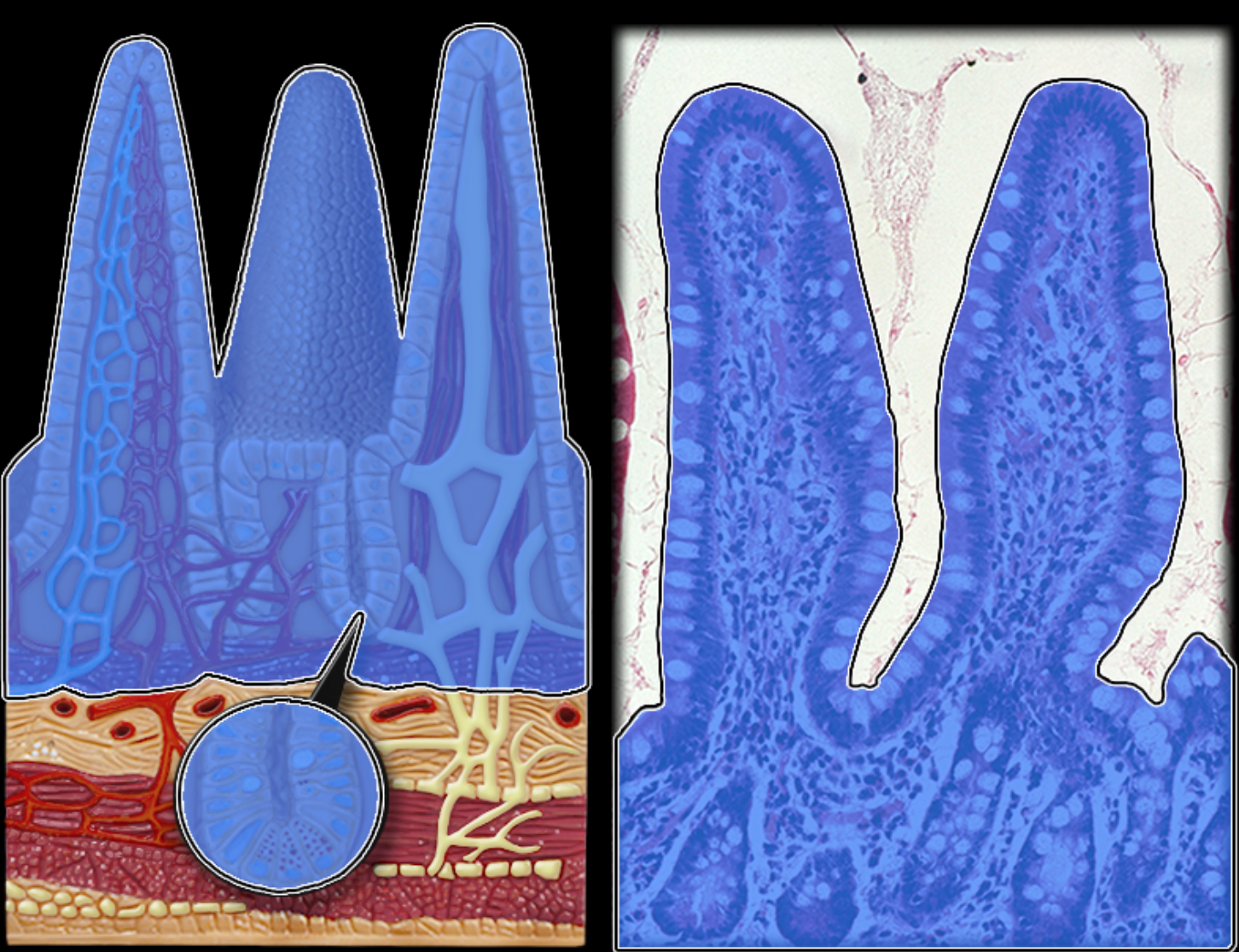 knowt flashcard image