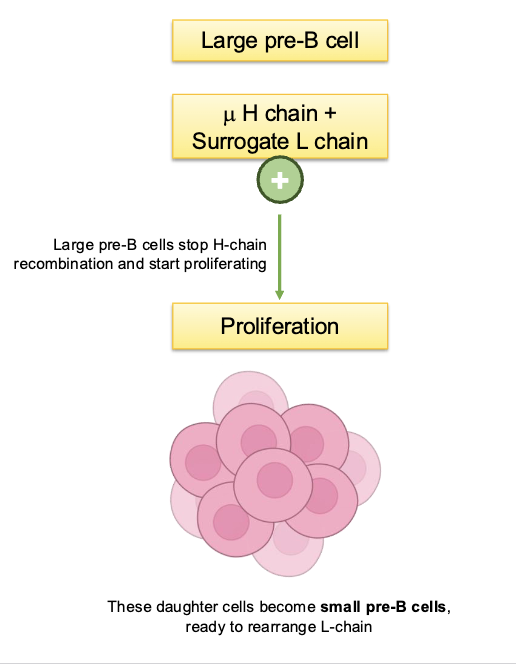 <p>small pre-B cells, ready to rearrange L-chain</p>