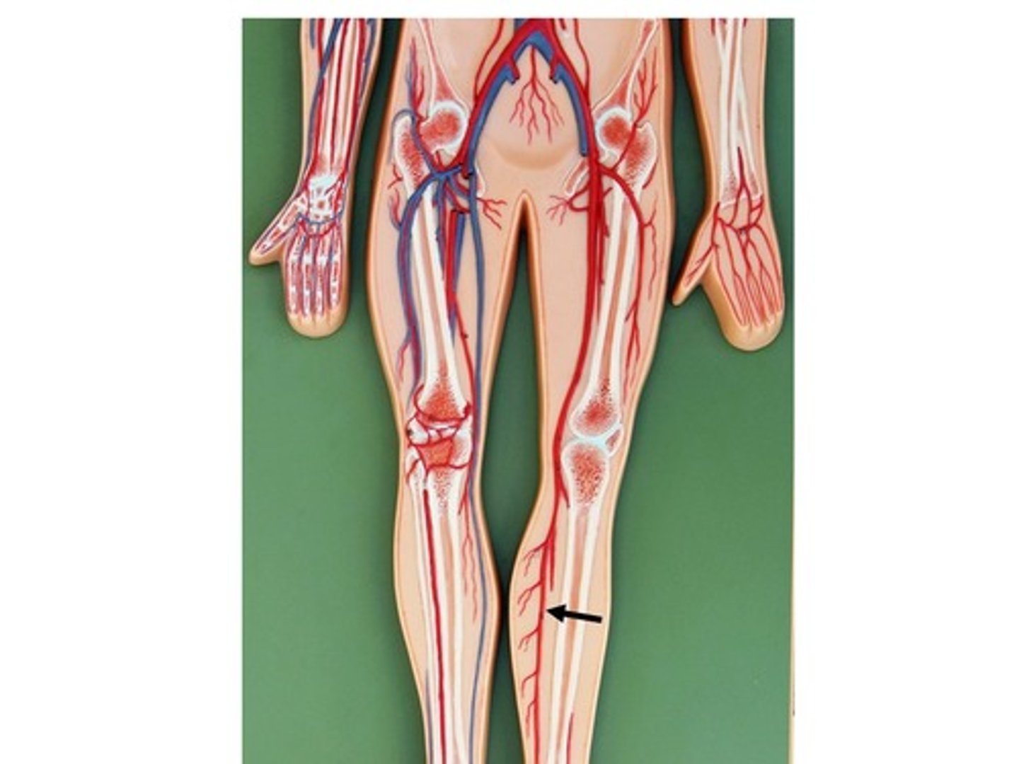 knowt flashcard image