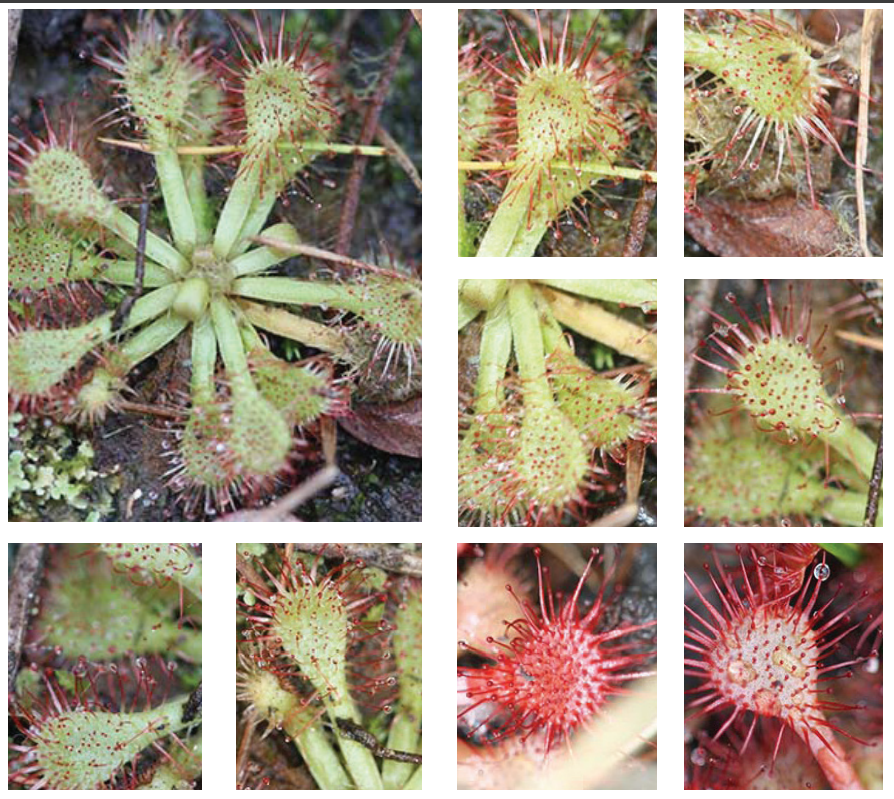 <p>Pink sundew</p>