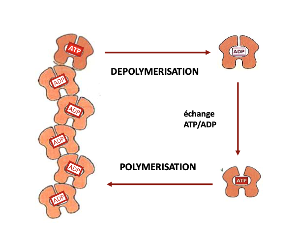 <p></p><ol><li><p><strong>Actine-ATP</strong> → favorise la polymérisation à l’extrémité +</p></li><li><p><strong>Hydrolyse ATP → ADP</strong> → diminue l’affinité entre monomères → instabilité</p></li><li><p><strong>Échange ADP → ATP</strong> → recycle les monomères → nouvelle polymérisation possible</p></li></ol><p></p>