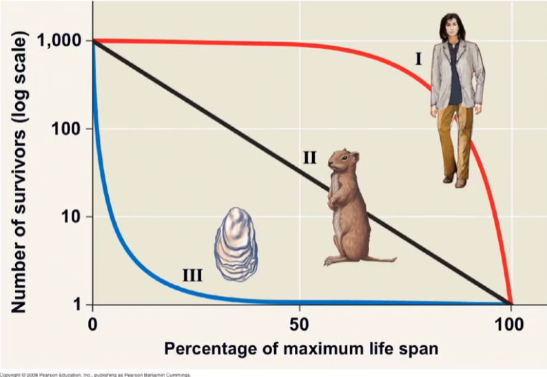 <p>what are the types of survivorship curves?</p>
