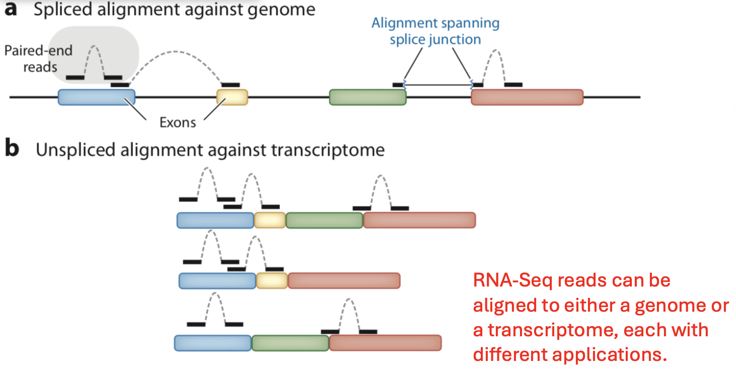 <ul><li><p>Find the position of a sequencing read on the reference genome.</p><ul><li><p>Reads can be unaligned or aligned to more than one location.</p></li><li><p>A paired-end read will only be counted as one read if both ends align to the genome.</p></li></ul></li><li><p>Given a list of transcripts, each read can be mapped to one of the four classes: exonic, partially overlaps an exon, intronic, or between genes.</p><ul><li><p>Why intronic: They are mostly unspliced pre-mRNA or functional non-coding RNAs transcribed from those genomic regions.</p></li></ul></li></ul><p></p>