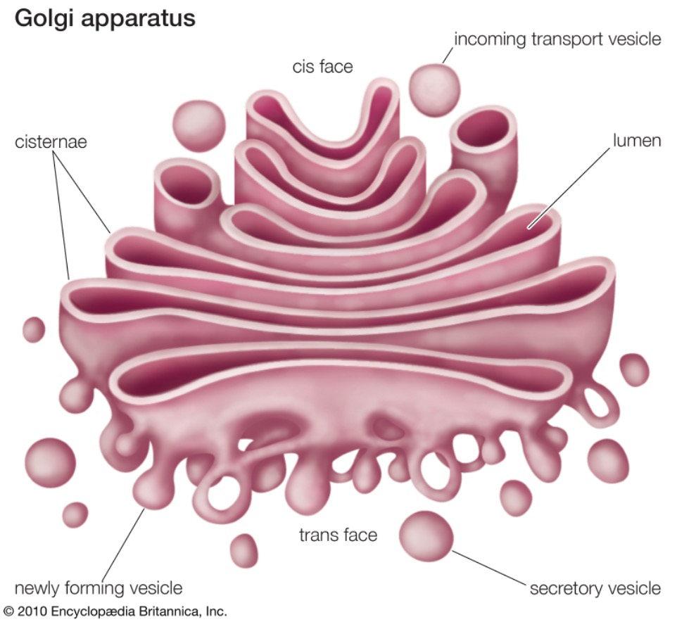 <p>Membrane bound</p><p>System of flattened membranes</p><p>Receive vesicles from the rough ER</p><p>Protein modification and final packaging of proteins before they are exported out of the cell (cell post office).</p>