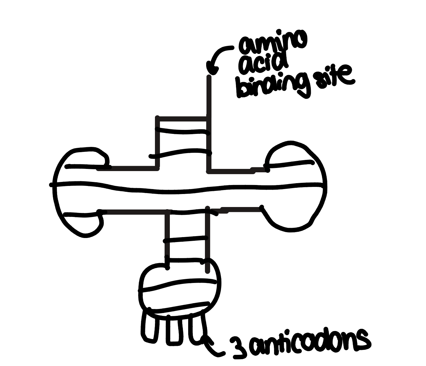 <ul><li><p>contains cytosine, adenine, guanine and uracil(instead of thymine)</p></li><li><p>it is a single helix/one strand and is short lived(quickly broken down)</p></li><li><p>found in the cytoplasm</p></li><li><p>there is tRNA, mRNA, and rRNA</p></li></ul><p><strong>transfer RNA-</strong> transfer genetic info from DNA to ribosomes</p><ul><li><p>one strand folded to form a clover structure with H<sup>+</sup> bonds between complementary base pairs</p></li><li><p>each tRNA can bring one specific amino acid to a ribosome</p></li><li><p>anticodons are bases that are complementary to codons on an RNA strand</p></li><li><p>codon’s are complementary to DNA triplets</p></li><li><p>see image</p></li></ul><p><strong>ribosomal RNA-</strong> two strands<br><strong>messenger RNA-</strong></p><ul><li><p>small enough to leave nucleus</p></li><li><p>makes a copy of bases complementary to one strand of DNA</p></li></ul><p></p>