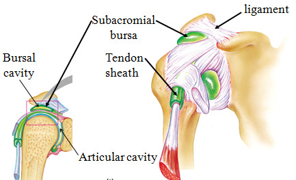 elongated bursa that wraps around a tendon