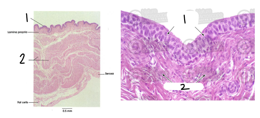 <p>what is this histology slide of?</p>