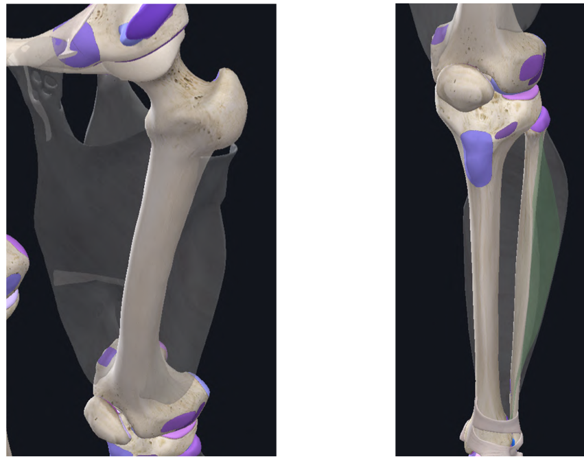 <p>Fascia Crurale:</p><ul><li><p>Riveste i muscoli della gamba</p></li><li><p>Invia setti connettivali verso la fibula che divide i muscoli della gamba in tre compartimenti → anteriore, posteriore e laterale</p></li><li><p>Suddivisione completata dalla membrana interossea e tibia che divide il compatimento anteriore da quello posteriore</p></li><li><p>Innervazione → compartimento posteriore dal Nervo Tibiale, compartimento anteriore e laterale del Nervo Fibulare</p></li></ul><p></p>