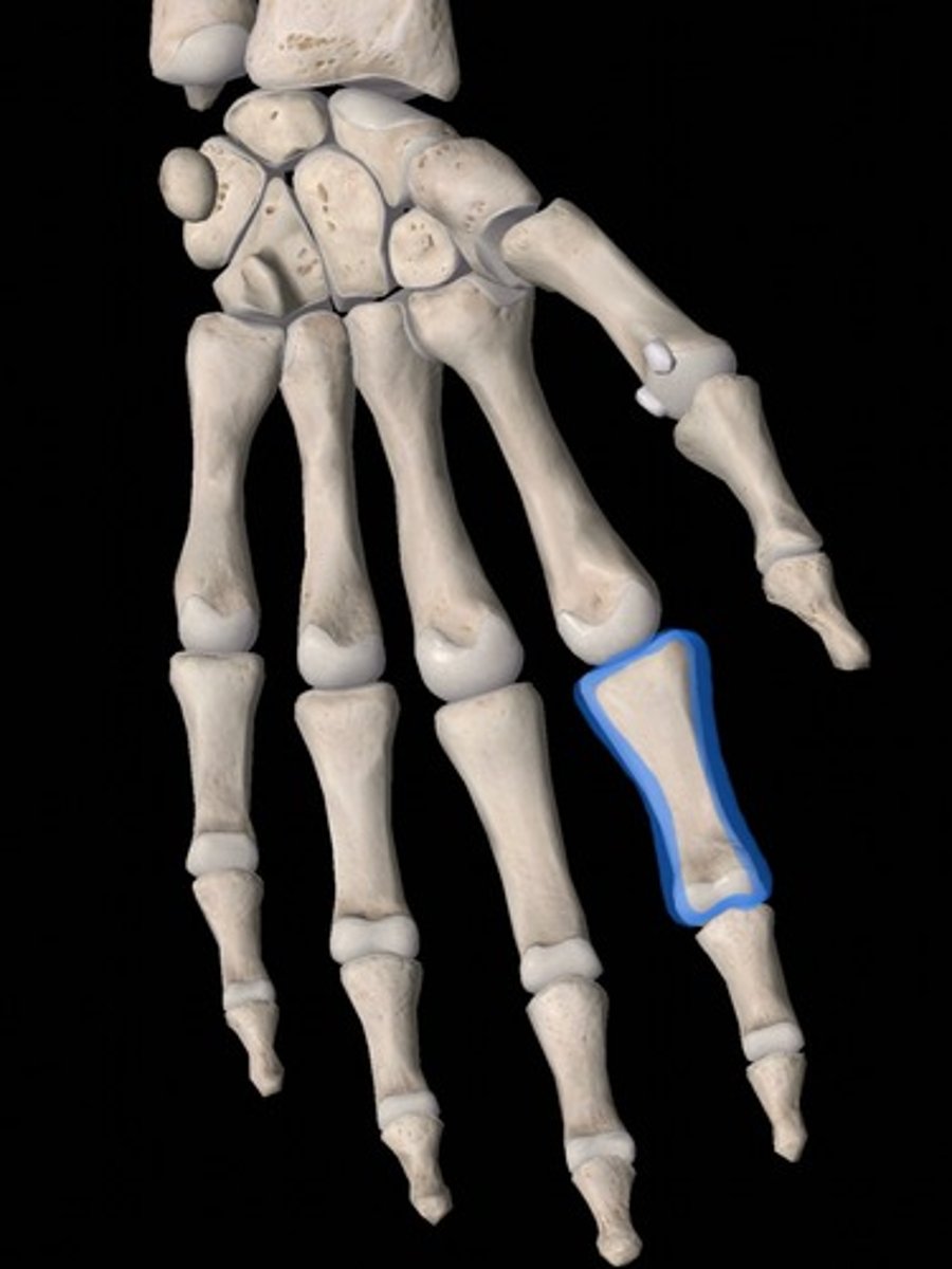 <p>bone</p>