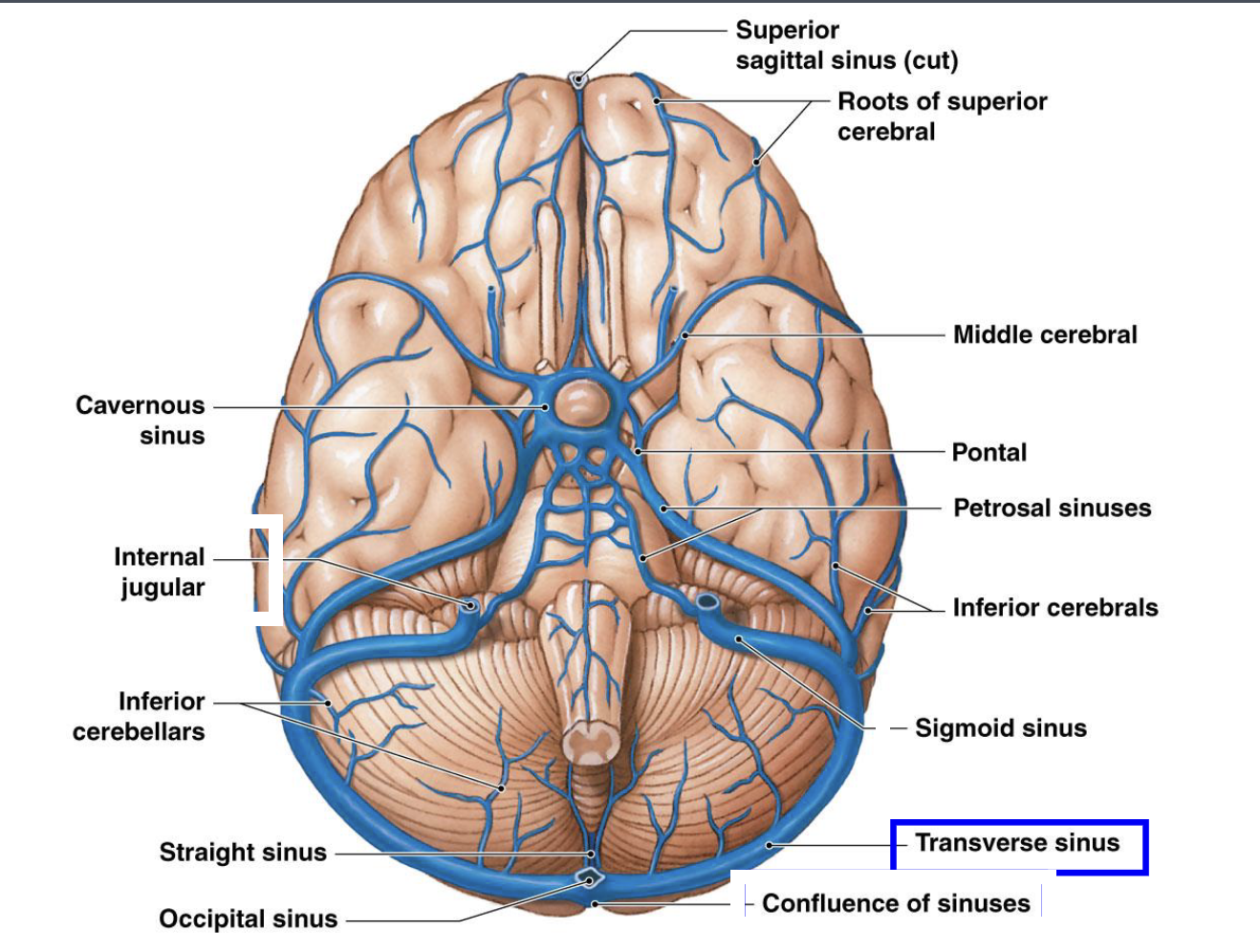<p>transverse sinus</p>