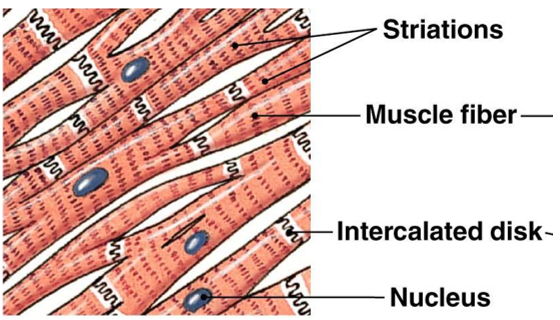 <p>compared to skeletal muscle, cardiac muscle has:</p><ul><li><p>smaller fibers</p></li><li><p>single nucleus per fiber</p></li><li><p>high amount of mitochondria (1/3 of cell volume)</p></li><li><p>larger, branching t-tubules</p></li><li><p>smaller sarcoplasmic reticulum</p></li></ul><p><strong>intercalated disks</strong>: gap junctions (electrical connection) and desmosomes (transfer of force)</p>