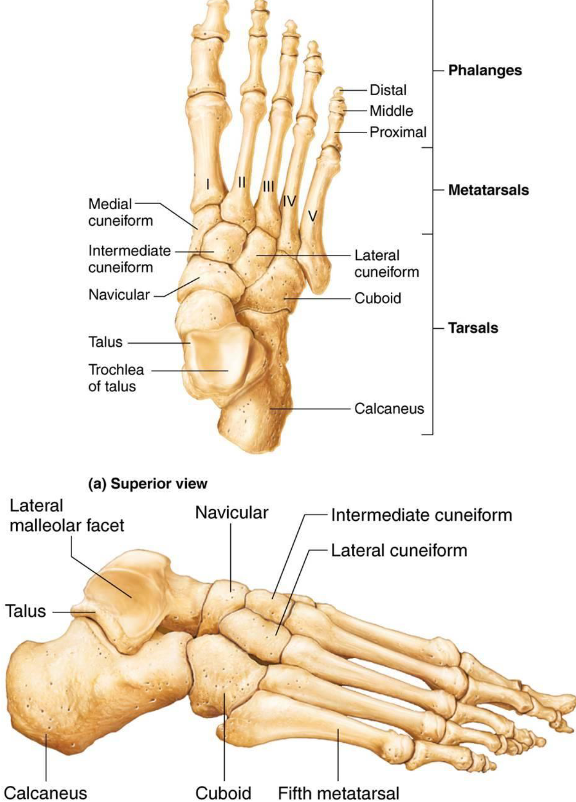 <ul><li><p>7 bones form posterior half</p><ul><li><p>Talus</p></li><li><p>Calcaneus</p></li><li><p>Cuboid</p></li><li><p>Navicular</p></li><li><p>Medial, lateral &amp; intermediate cuneiform</p></li></ul></li><li><p>Weight carried by talus &amp; calcaneus</p></li><li><p><strong>Calcaneal tuberosity</strong>: part that touches the ground</p></li><li><p><strong>Sustentacular tali</strong>: supports talus</p></li></ul><p></p>