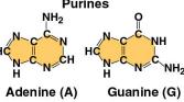 <p>Purines</p>