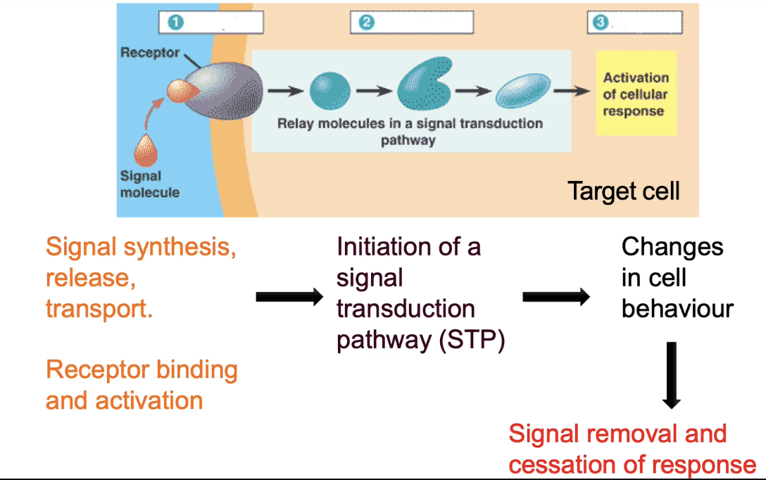 <ul><li><p><strong>Signal transduction pathway (STP): </strong>Series of <strong>chemical events</strong> inside cell</p></li><li><p>Leads to changes in <strong>target cell behavior</strong>, e.g.:</p><ul><li><p>Gene transcription</p></li><li><p>Cell movement/growth</p></li><li><p>Cell differentiation</p></li><li><p>Metabolic changes (enzyme activation/inactivation)</p></li></ul></li><li><p><strong>Signal must be removed</strong> to stop response</p></li><li><p>Only cells with the <strong>correct receptor</strong> can respond to the signal</p></li></ul><p></p>